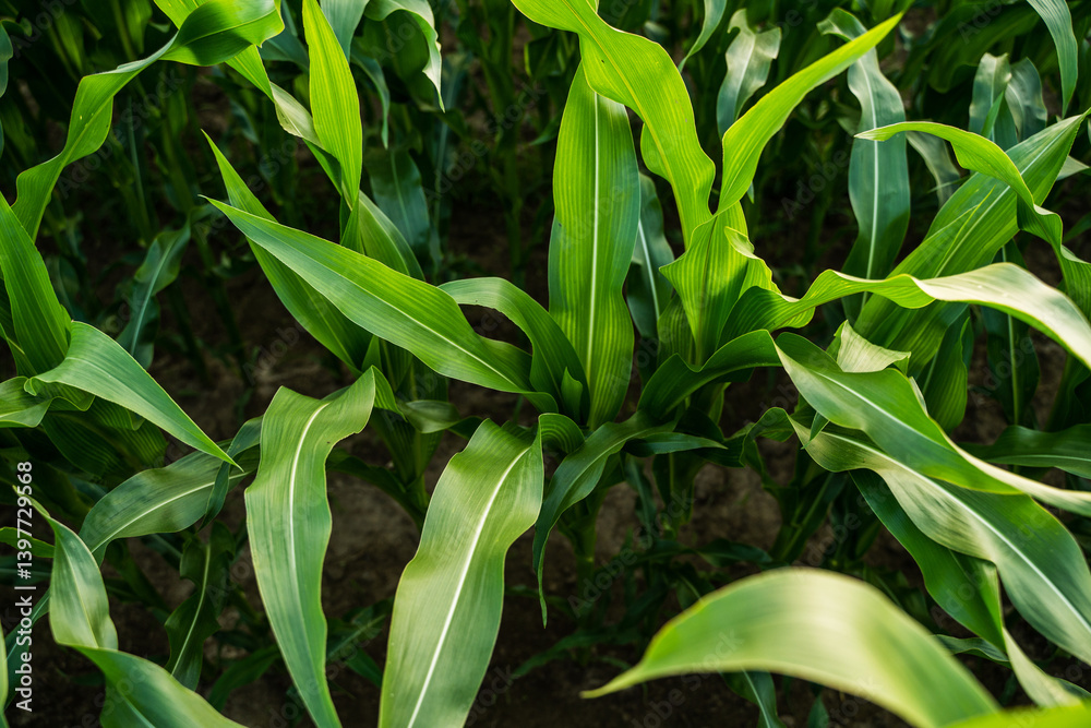 Corn plants on agricultural field. Fresh green leaves of corn seedlings. Organic field. Agriculture.