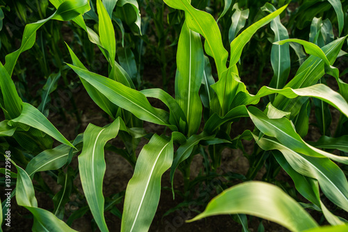 Obraz na płótnie Corn plants on agricultural field. Fresh green leaves of corn seedlings. Organic field. Agriculture. w salonie