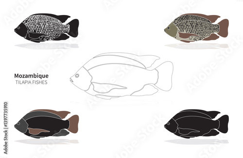 Speckled tilapias, vector set of fish.