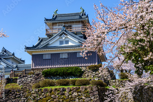 福井県の桜名所「越前大野城」