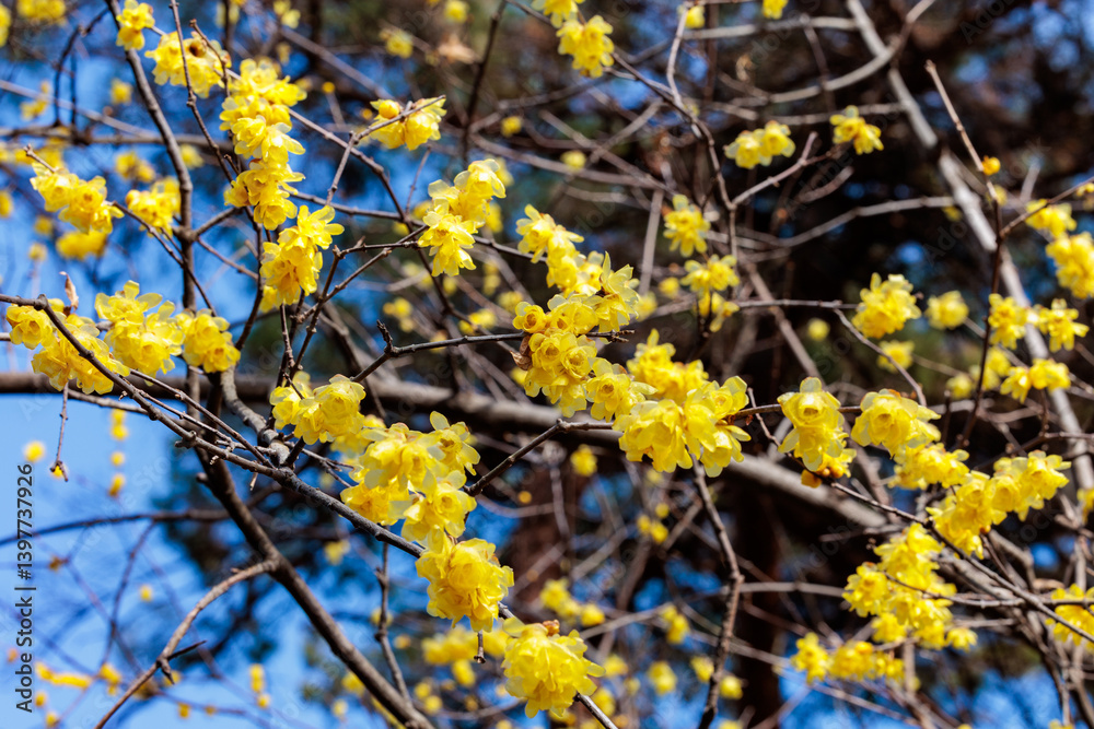 Wintersweet flowers blooming in early spring. Wintersweet flowers blooming in early spring.