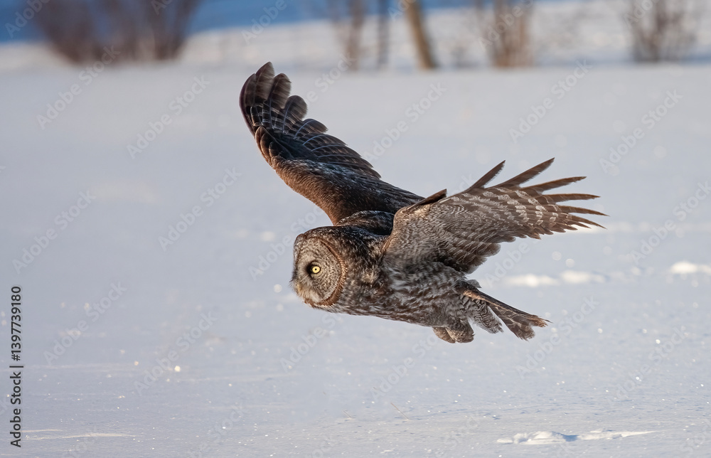 Great grey owl (Strix nebulosa) with wings spread out hunts in the winter snow in Canada