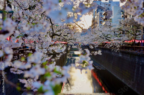 満開、桜、目黒川、お花見、観光