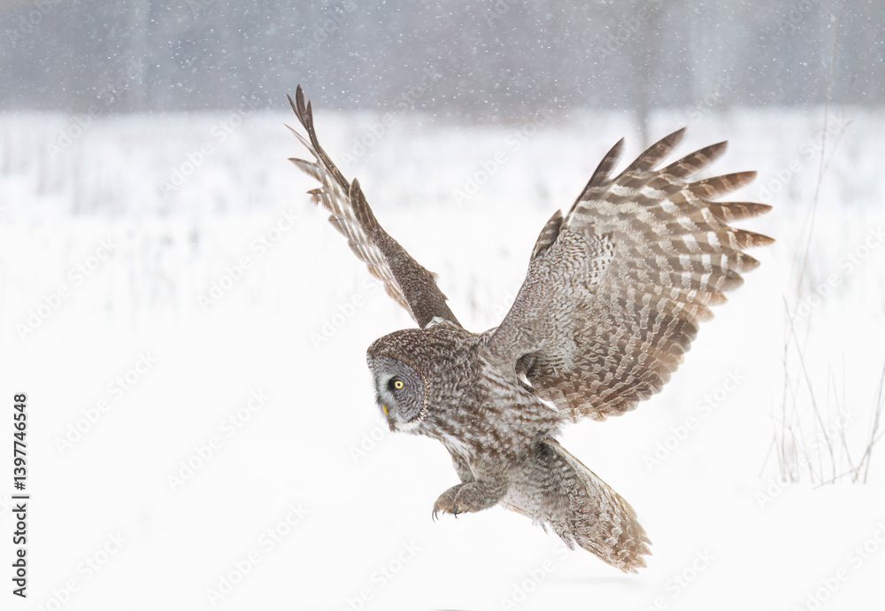 Great grey owl with wings spread out prepares to pounce on prey as the snow falls in Ottawa, Canada