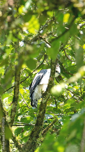 Juvenile black-and-chestnut eagle (Spizaetus isidori) perched in a tree near El Reventador volcano in Napo, Ecuador photo