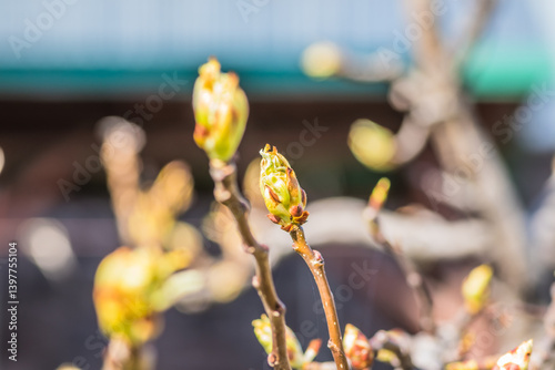 Obraz na płótnie Emerging Green Buds on a Branch in the Scenic Beauty of Early Springtimes Awakening w salonie