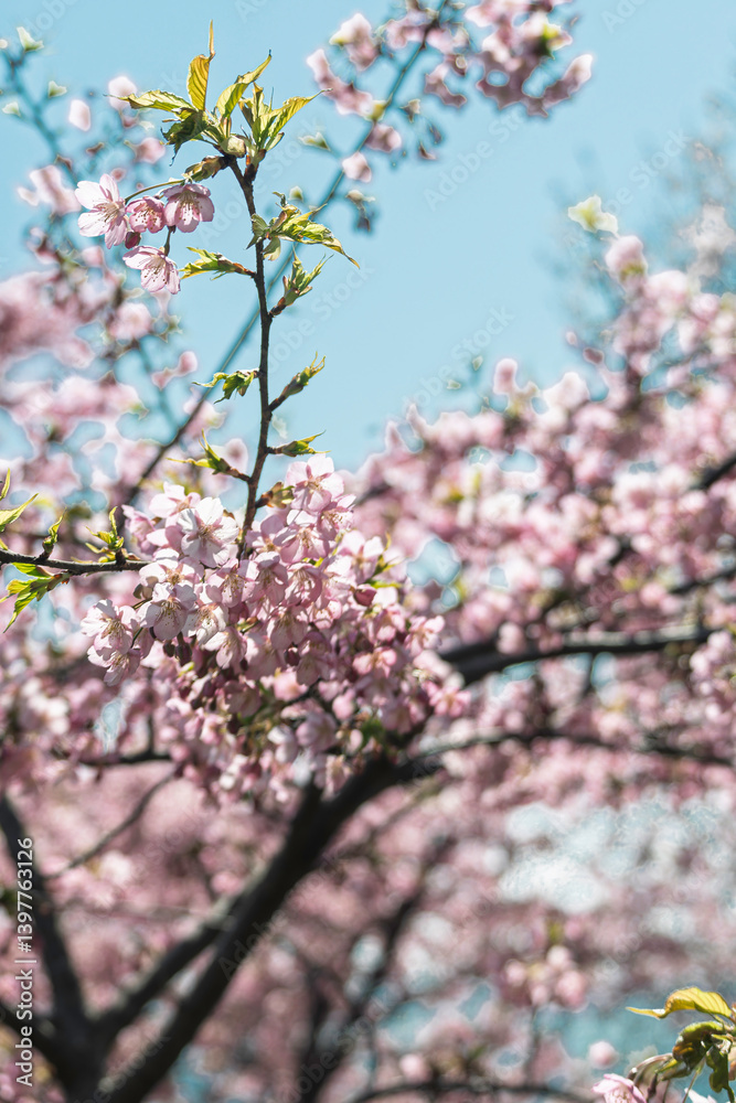 春の陽射しを浴びる桜
春の陽射しを浴びる桜