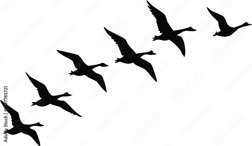 Obraz premium Flying Geese Silhouette, Wildfowl Migration Vector, Transparent Background Design