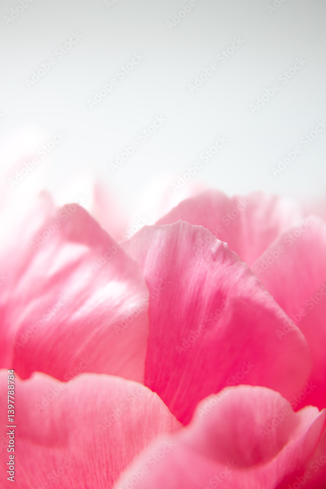 close up of coral pink peony, yellow center. pink hawaiian coral, coral charm, coral sunset, supreme macro close up of coral pink peony, yellow center. pink hawaiian coral, coral charm, coral sunset, supreme macro