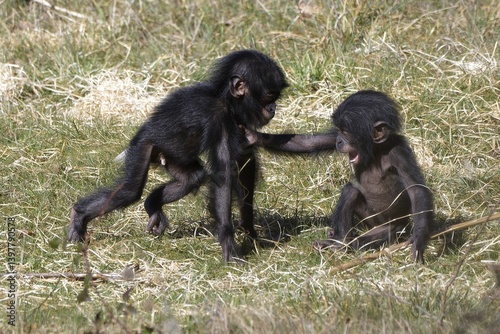 Bébés bonobos