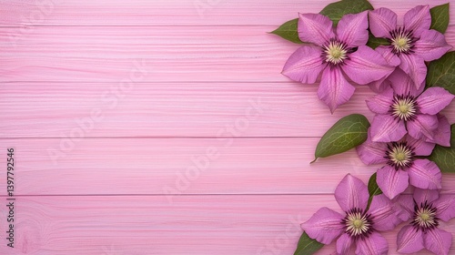 Flower wooden board weather. A vibrant arrangement of pink clematis flowers against a soft pink wooden background, creating a serene and decorative aesthetic.