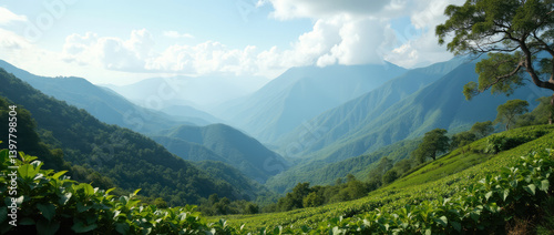 breathtaking landscape features rolling green tea and coffee plantations in the foreground