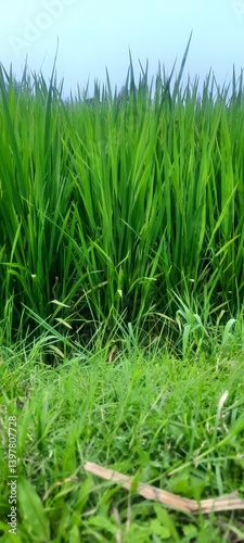green grass and blue sky