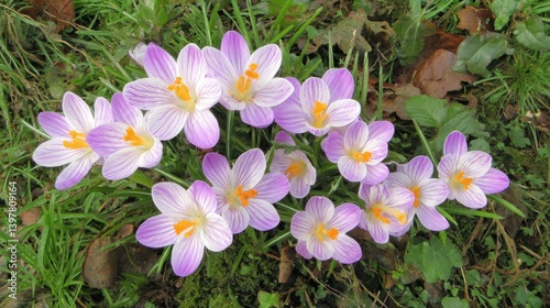 some crocuses in the ground, with purple and white striped petals 