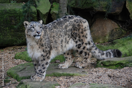 Obraz na płótnie Snow Leopard w salonie