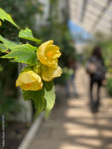 fiore giallo