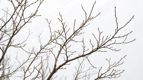 Bare branches on white background