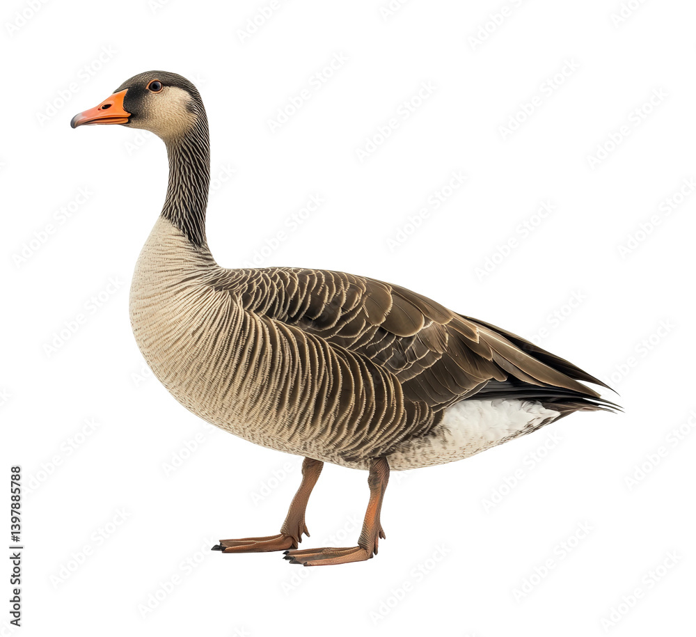 Elegant goose in natural habitat wildlife perspective isolated on transparent background png