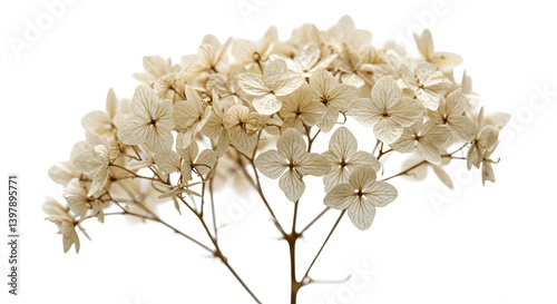 Dried meadowsweet flower cluster with off-white florets and thin dry stems on transparent background