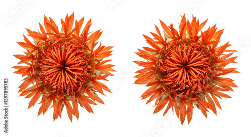 Two dried safflower blooms showing vibrant orange filaments on transparent background