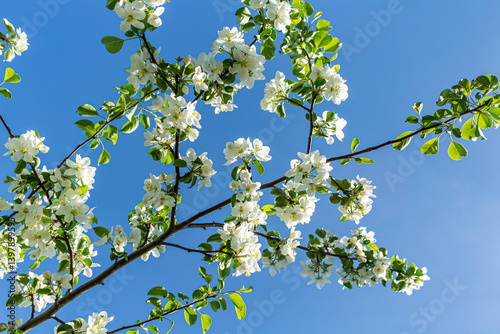 Branch of blossoming apple tree flowers at springtime.