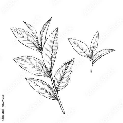 Vector hand-drawn illustration of tea sprig. Botanical sketch of branch with leaves. Plant in engraving style. 
