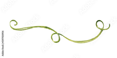 Tropical liana, branch isolated on a white background. Watercolor hand drawn illustration of exotic jungle plant from tropical forests. Design element.