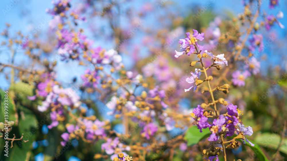 Fototapeta premium Lagerstroemia speciosa flowers. Purple and white blooms. Natural background.
