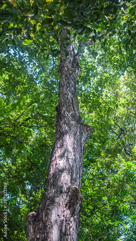 Naklejka premium Looking up at a tall tree canopy. Sunlight through green leaves. Natural forest view.