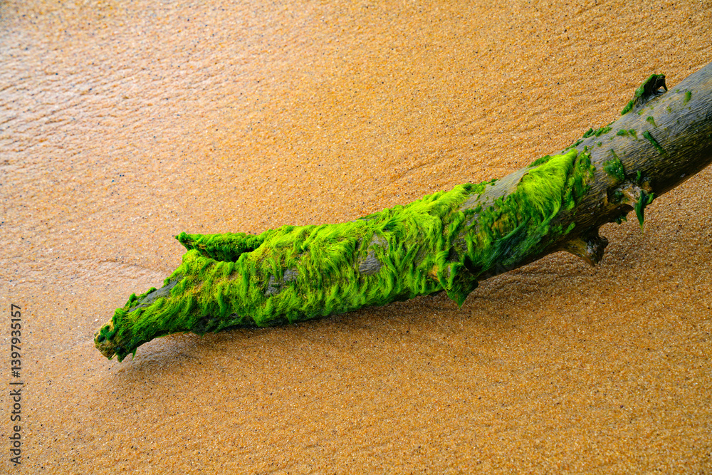 Piece of driftwood on sandy oceanic beach