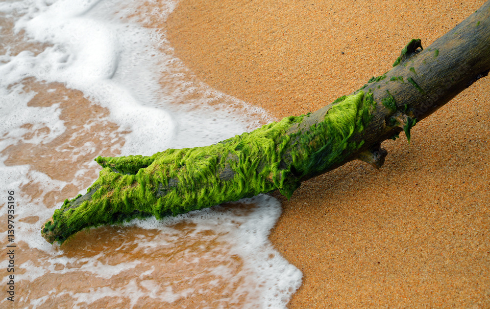 Piece of driftwood on sandy oceanic beach