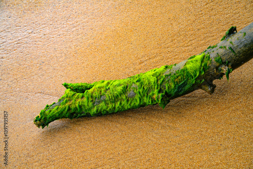 Obraz na płótnie Piece of driftwood on sandy oceanic beach w salonie