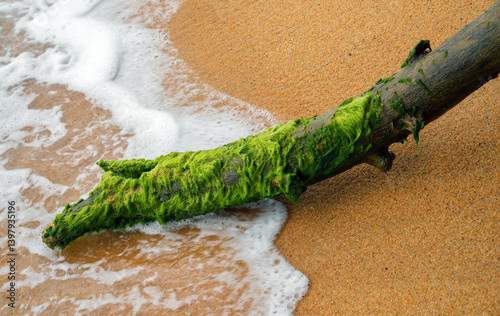 Obraz na płótnie Piece of driftwood on sandy oceanic beach w salonie