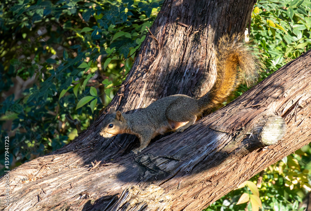 Close-up of a Texas fox squirrel feeding on seeds in a cedar tree Close-up of a Texas fox squirrel feeding on seeds in a cedar tree