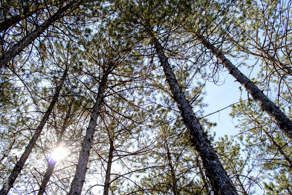 Obraz premium Pine tree, cedar tree landscape, close-up.