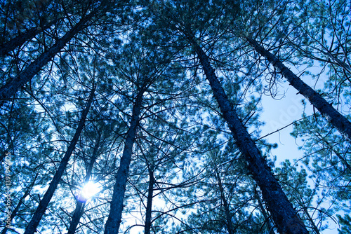 Pine tree, cedar tree landscape, close-up.