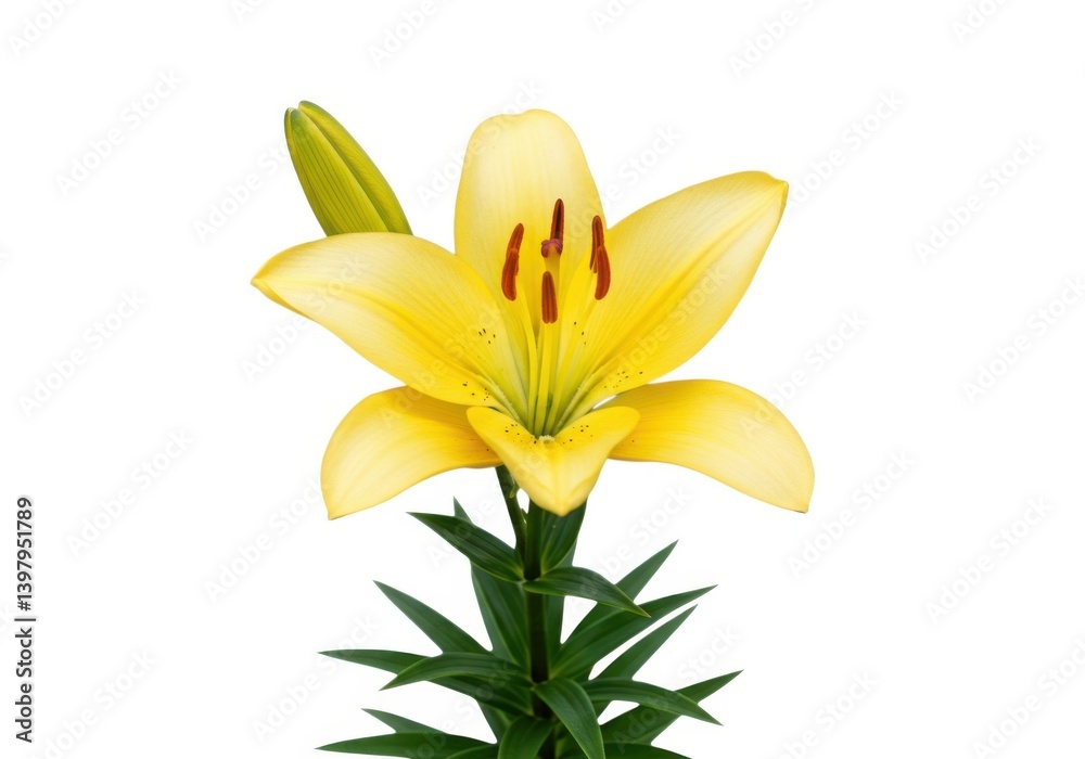 Obraz premium Photograph of a yellow lily flower in full bloom closeup view isolated on white background