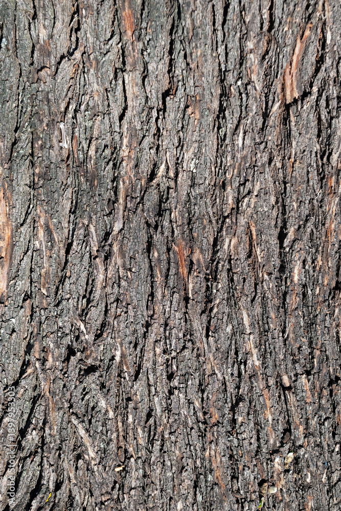 Obraz premium Close-up of the bark of an old tree trunk.