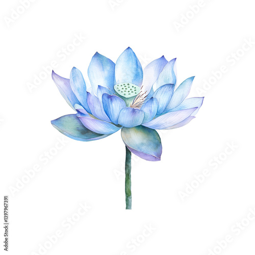 lotus watercolor illustration with soft, delicate petals.