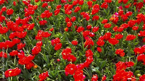 field of red blooming tulips in botanical garden