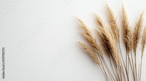 Dried pampas grass on white background