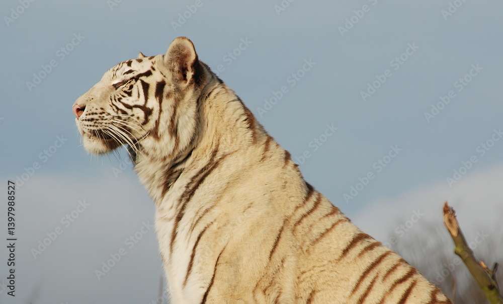 White Tiger
