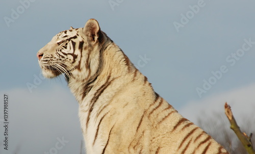Obraz na płótnie White Tiger w salonie