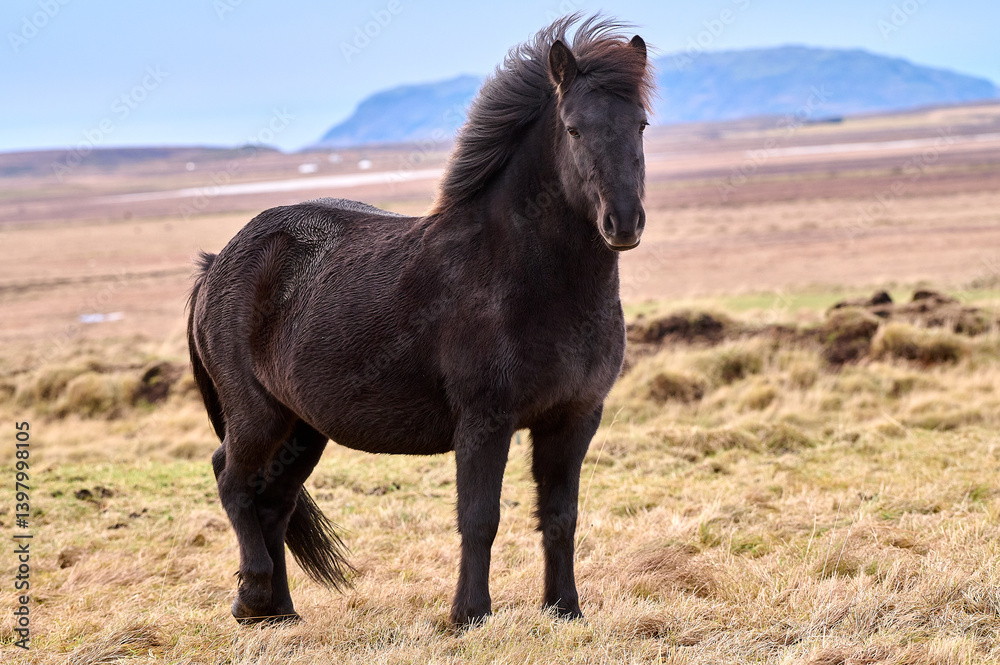 Fototapeta premium icelandic horse in the field