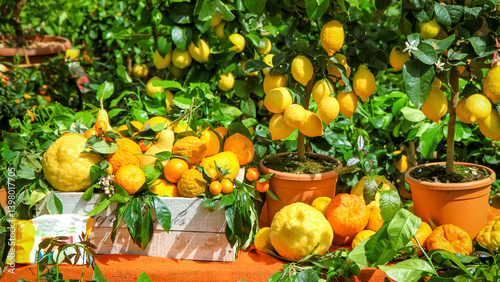 Fresh citrus and lemon trees in pots on a sunny market stall.