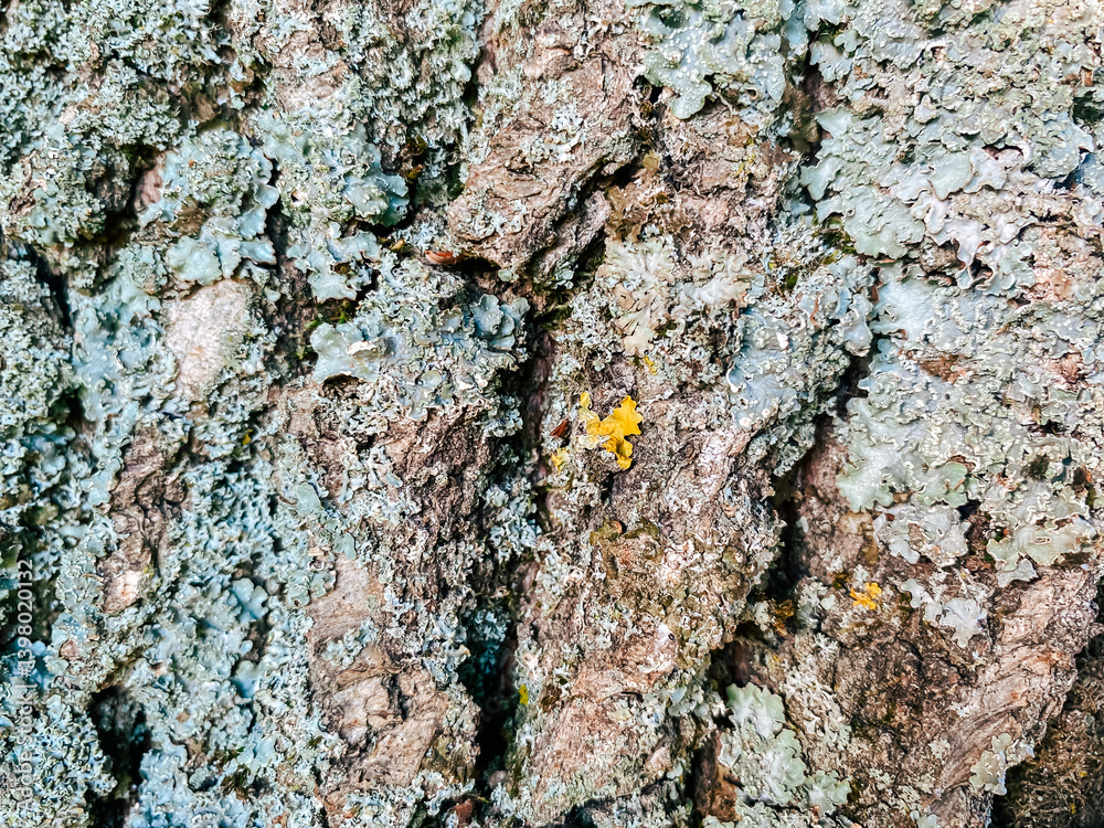 Tree trunk covered in moss and lichen Tree trunk covered in moss and lichen