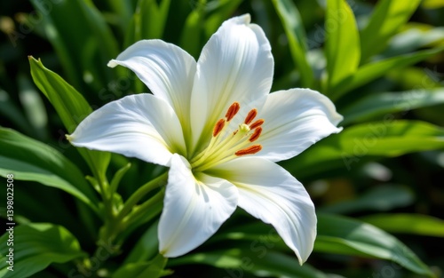 A close-up view of a white lily flower showcasing its delicate petals and vibrant orange stamen