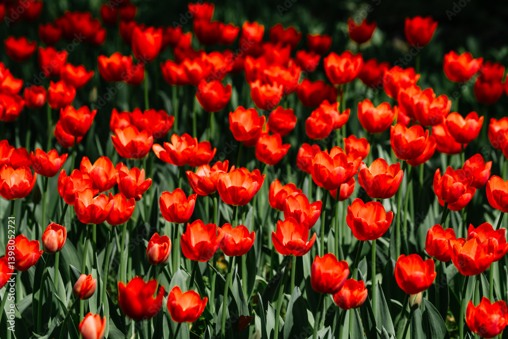 Scarlet Field: A captivating vista of a field bursts with life, showcasing a sea of vibrant red tulips dancing in the sunlit breeze, painting a portrait of nature's grandeur and vibrant energy. Scarlet Field: A captivating vista of a field bursts with life, showcasing a sea of vibrant red tulips dancing in the sunlit breeze, painting a portrait of nature's grandeur and vibrant energy.