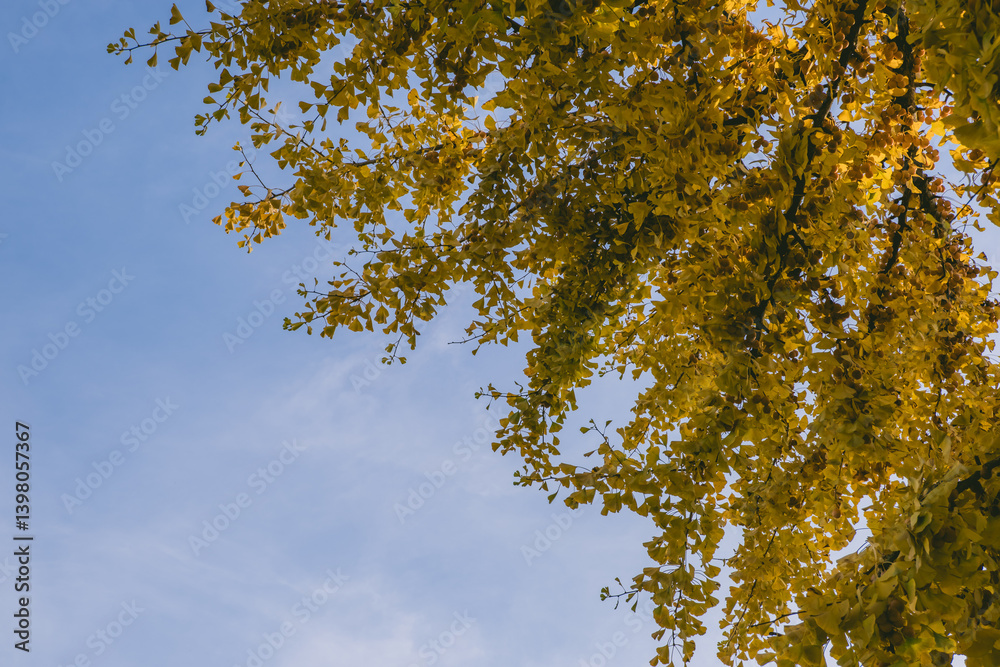 Obraz premium Tree with leaves is in the foreground and the sky is blue