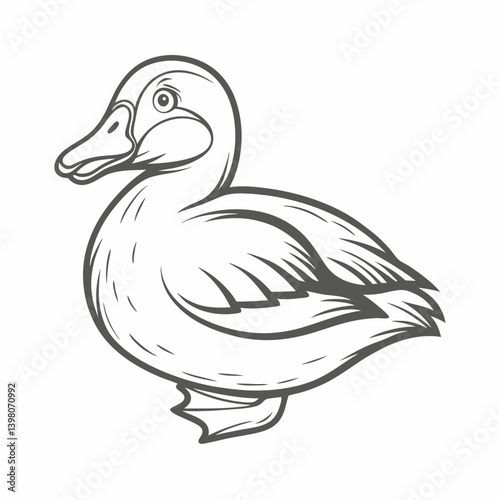 Eider Duck Line Art Illustration